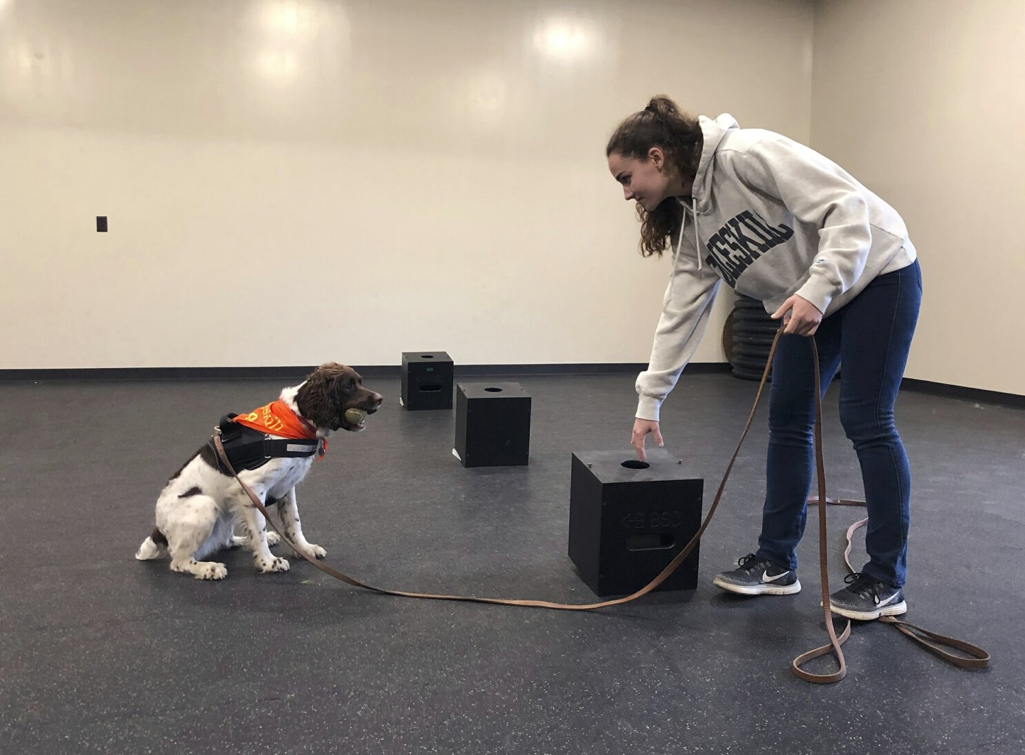 Sit. Study. Fetch a bachelor s degree in dog training. AP News